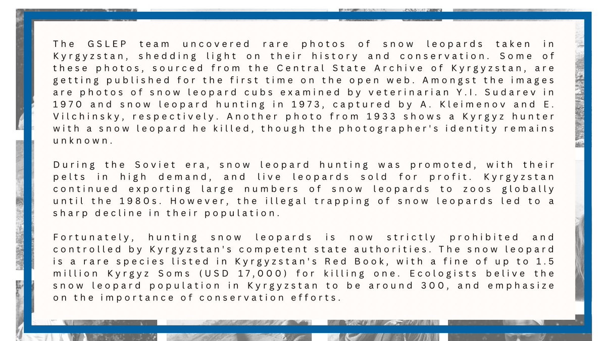 More about photos⤵️⤵️⤵️
🐆🐆#SnowLeopardConservation #KyrgyzstanWildlife #RarePhotos #ConservationEfforts.