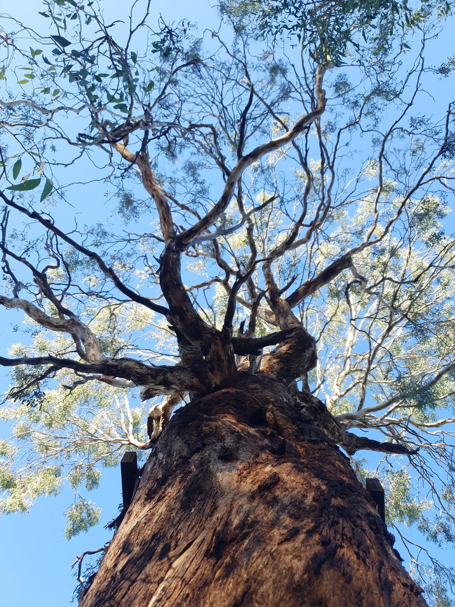 For #NationalEucalyptDay
@Anntics @momoyomitsuno