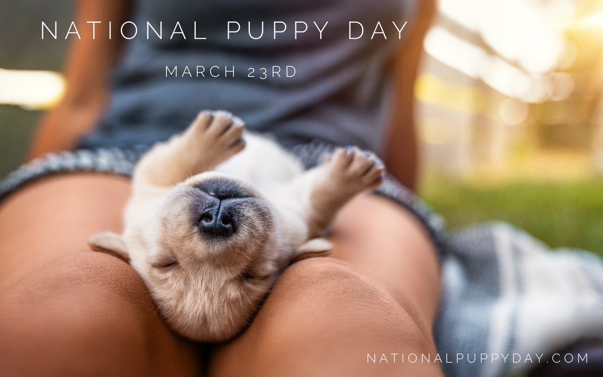 It's National Puppy Day! Celebrate with 🐾 paw-fect treats in one of our  two Dash Dog Treat Makers 🦴and lots of cuddles. They may not…