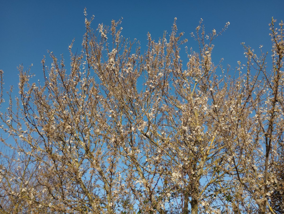 anna_annabav's tweet photo. Blackthorn blossom against
Blue Spring skies brings me hope for
longer brighter days.
#SpringHaiku https://t.co/yb9ynRmPjj