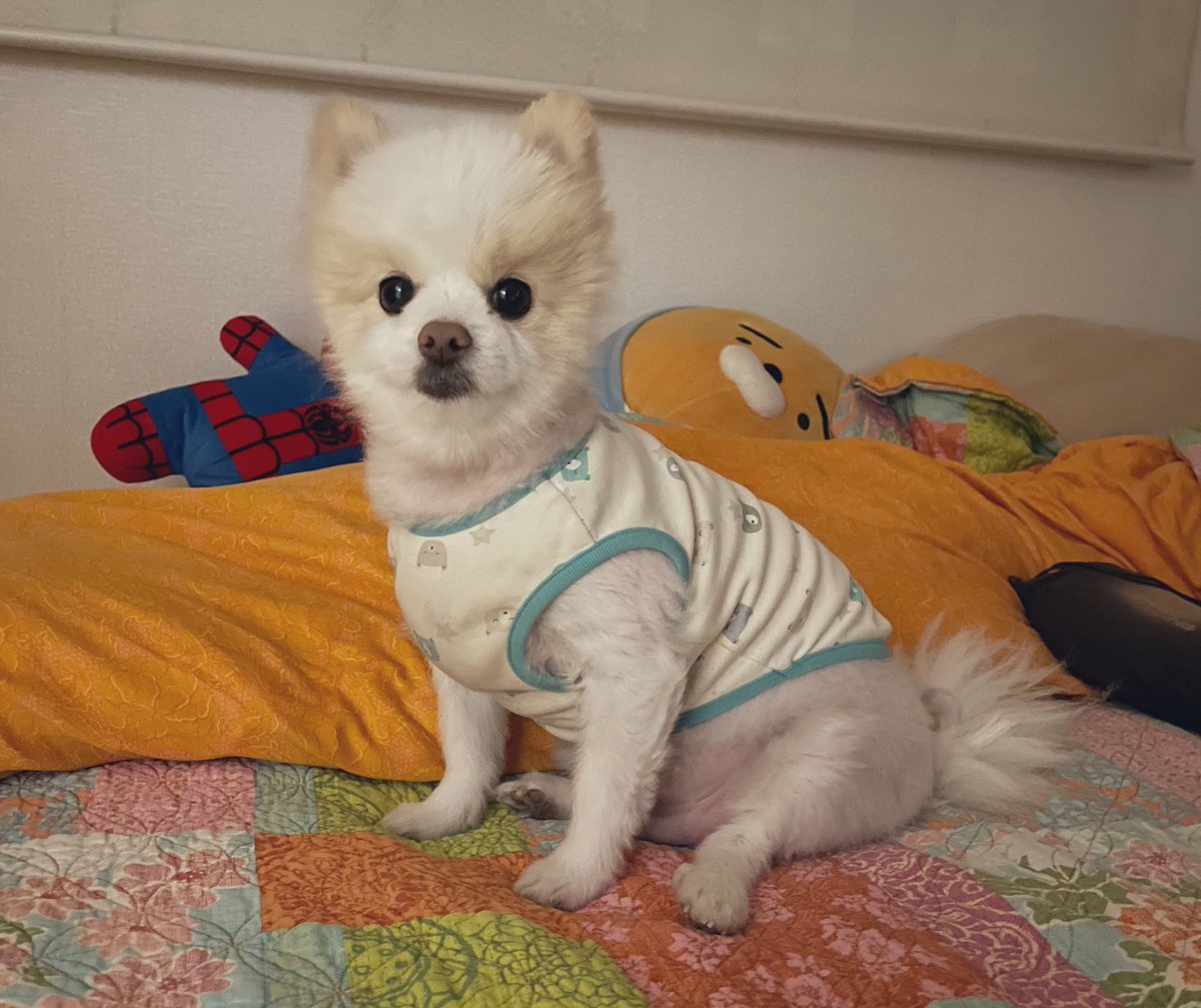 mungcchimom's tweet photo. 이거 완전 우리집 오징어순대 얘기🦑 https://t.co/lXZCPzpYob