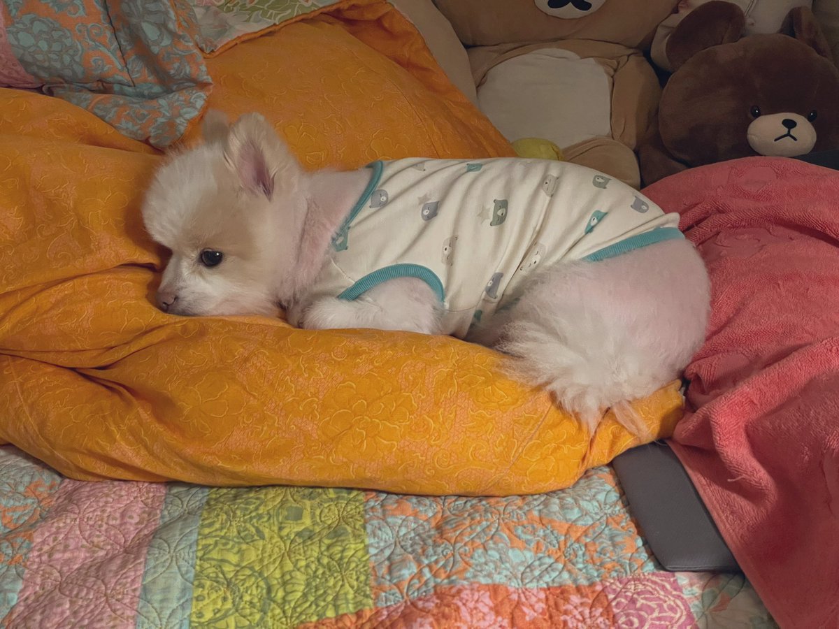 mungcchimom's tweet photo. 이거 완전 우리집 오징어순대 얘기🦑 https://t.co/lXZCPzpYob