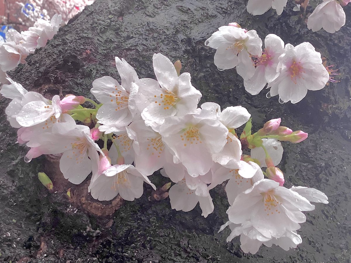 「駅前のミキカラザクラは雨粒ついてエモエモでしたサンプラザと桜の写真は今年が最後に」|n:goのイラスト