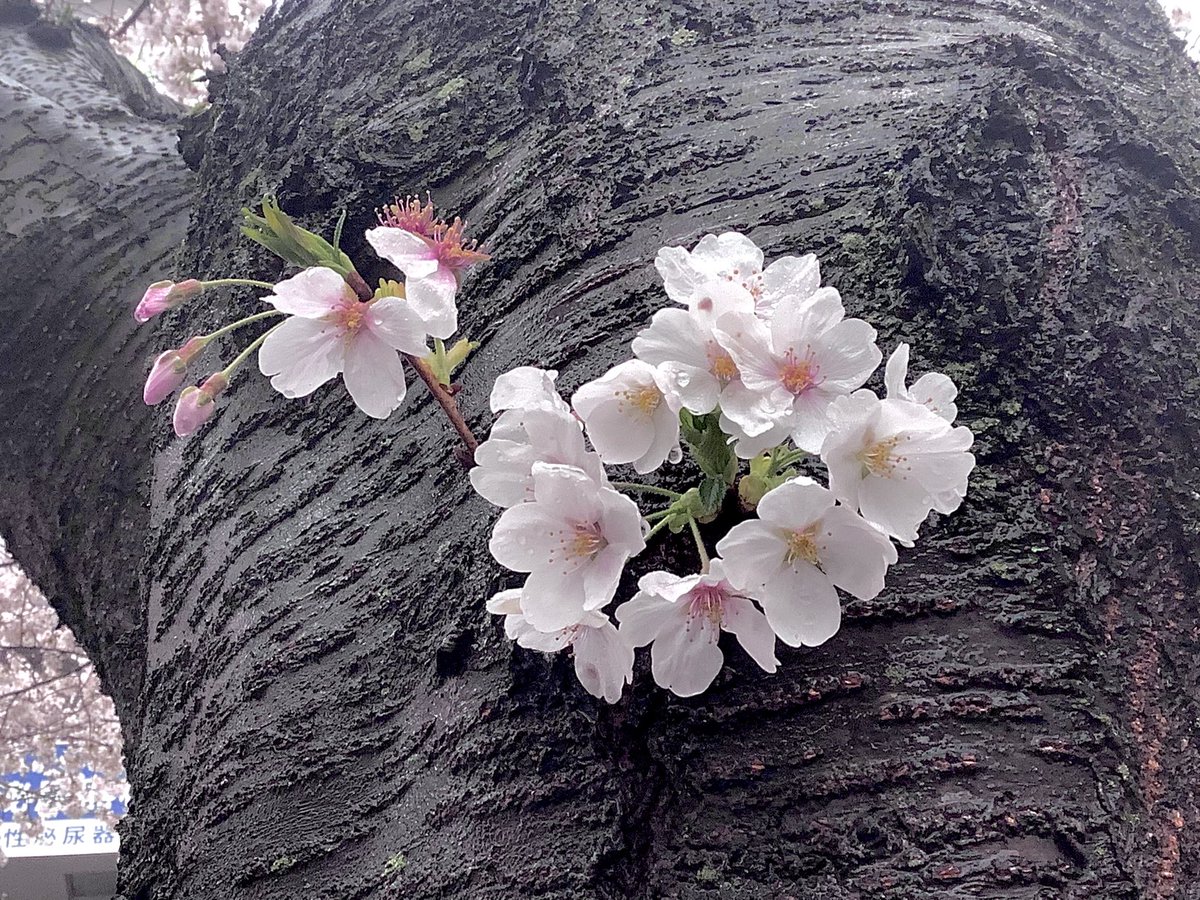「駅前のミキカラザクラは雨粒ついてエモエモでしたサンプラザと桜の写真は今年が最後に」|n:goのイラスト