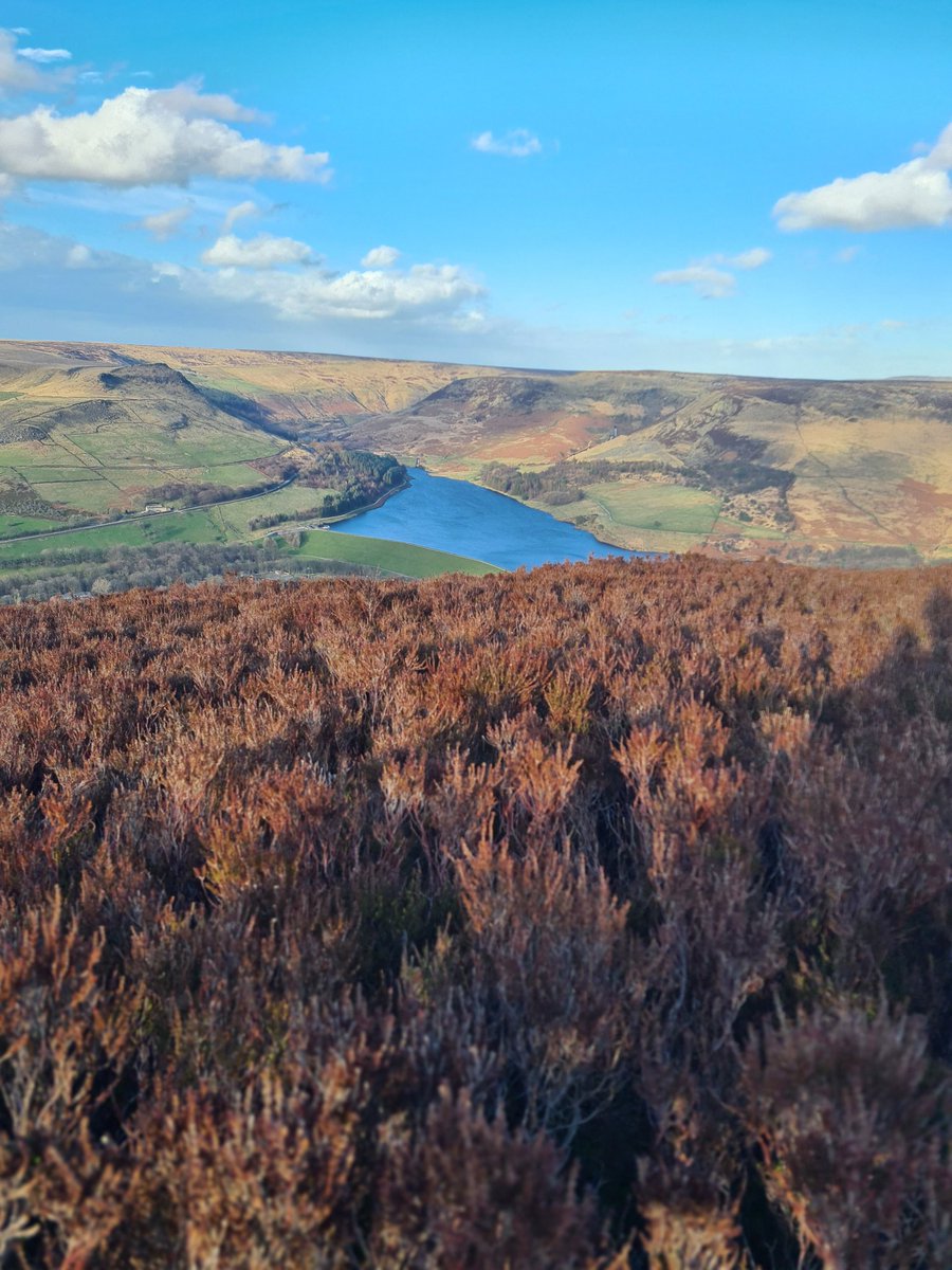 BigCheeseLogan's tweet photo. I done the Dovestones Reservoir circular yesterday my 1st long walk in a good while it's fair to say my legs are feeling it today.
Here's some nature snaps I took whilst out.
#Nature #Hike #Hiking #Walking #Pictures #Rt #Like #Manchester #Viewsinlife #scenery #Wilderness https://t.co/Z57VeVS2AE