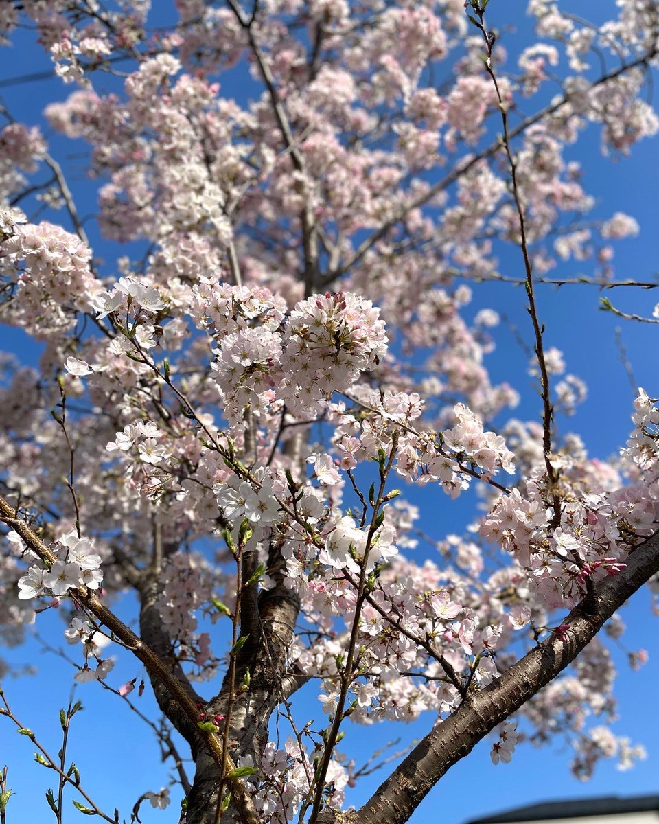 「昨日の横浜、大岡川。ソメイヨシノはまだ3分から5分くらいですが、早咲きの桜がきれ」|さとひ／渡辺裕子（仕事用）のイラスト