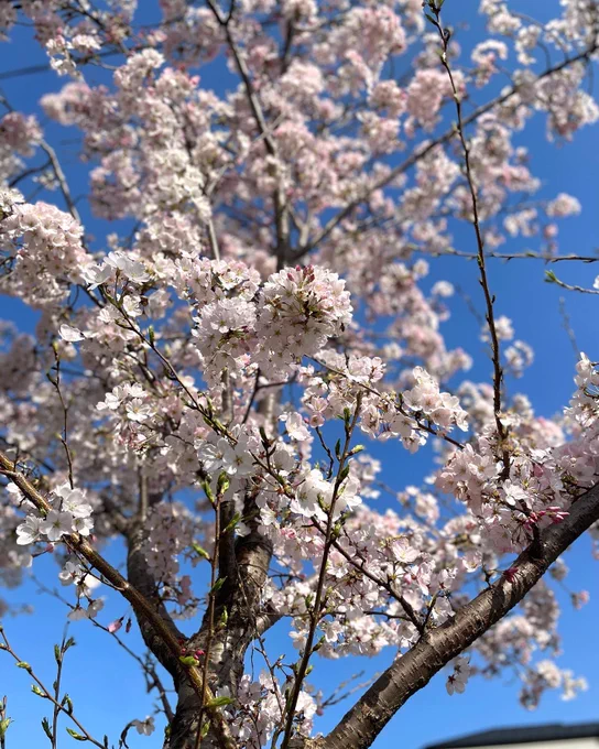 昨日の横浜、大岡川。ソメイヨシノはまだ3分から5分くらいですが、早咲きの桜がきれいでした。#yokohama #お花見 