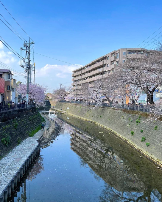 昨日の横浜、大岡川。ソメイヨシノはまだ3分から5分くらいですが、早咲きの桜がきれいでした。#yokohama #お花見 