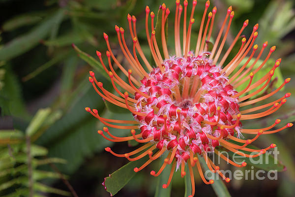 New artwork for sale! - 'Leucospermum Glabrum' - pixels.com/featured/leuco… @shoppixels