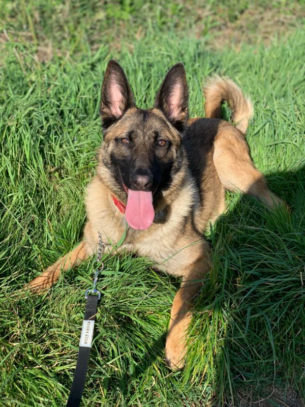 AdoptionsUk's tweet photo. Please retweet to help Axel find a home #ESSEX #ENGLAND 

Aged 1, already been let down a few times having been passed around. He needs an experienced adult home to go on with training. #GermanShepherd x #Malinois 

DETAILS or APPLY👇
https://t.co/aDQRZu9aFz 
#dogs #animals https://t.co/xxh36fbi13
