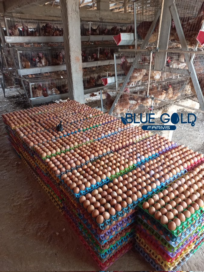 BlueGoldFarms's tweet photo. Eggs are available at N1,650 per crate. https://t.co/uRdMN6huLH