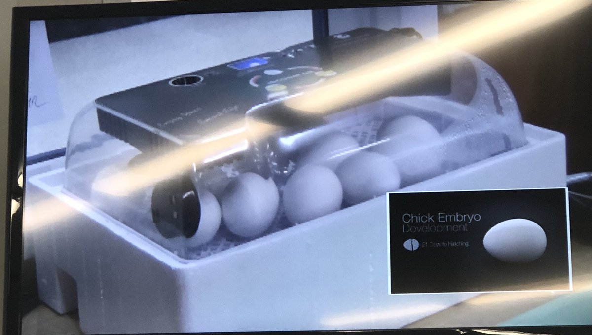Now we wait and watch! Our live feed is up and excitement is in the air! #chickhatching @BaysideBulldog