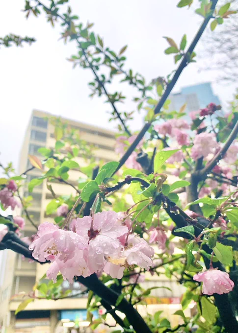 花曇もまたヨシ 