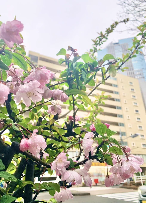花曇もまたヨシ 