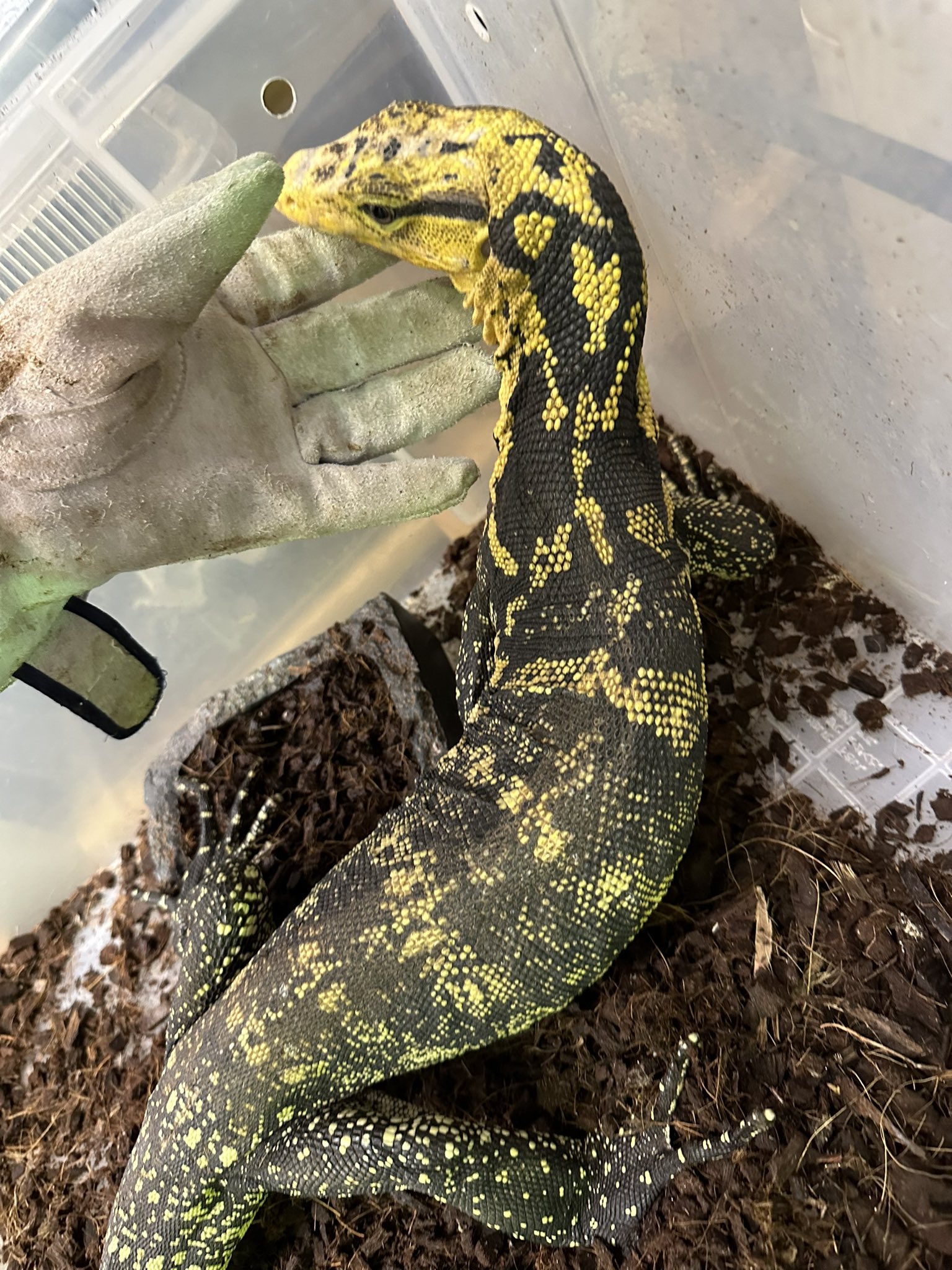 terra 3/25〜26名古屋レプタイルズワールド on Twitter 