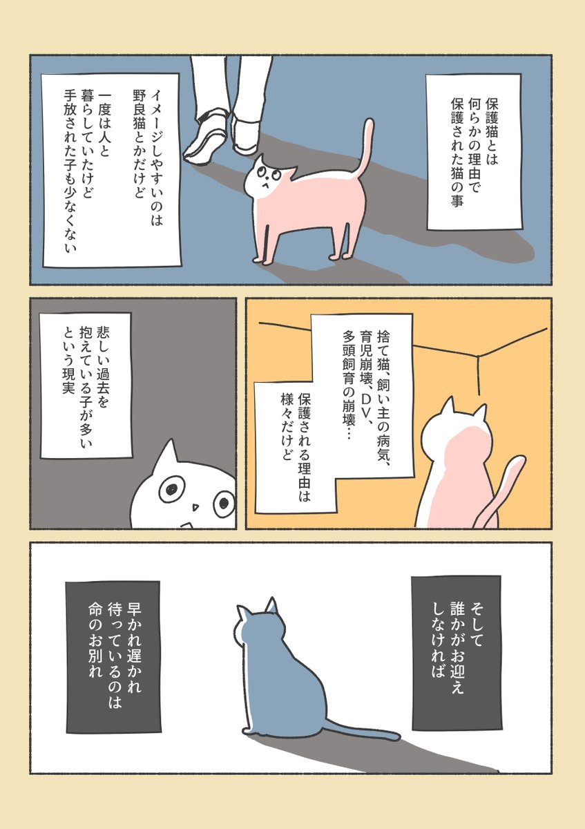 保護猫と暮らすまでのお話(2/12) 