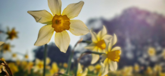 BristolUniLib's tweet photo. Happy Spring Break ! 🐣🐥🥚UoB's Library will still be hear to support your studying. Take a look at our vacation loans information and which Libraries and study spaces will be open:  https://t.co/4dWc09m4eS https://t.co/Gyx2zSZevt