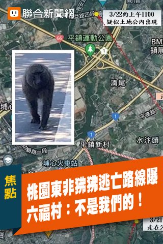 mrs_zhg's tweet photo. 今天狒狒逃脫的新聞超好笑wwwww
木柵超快出來說：喔不是我們的喔，我們的狒狒一個都沒少！
六福村：也不是我的啊！
網友：不是你們的那狒狒哪來的啊！
記者：狒狒逃走中，目前正往新屋移動！

幹好怎樣都好的新聞wwwwww台灣日常 https://t.co/TT85cGZ6KJ