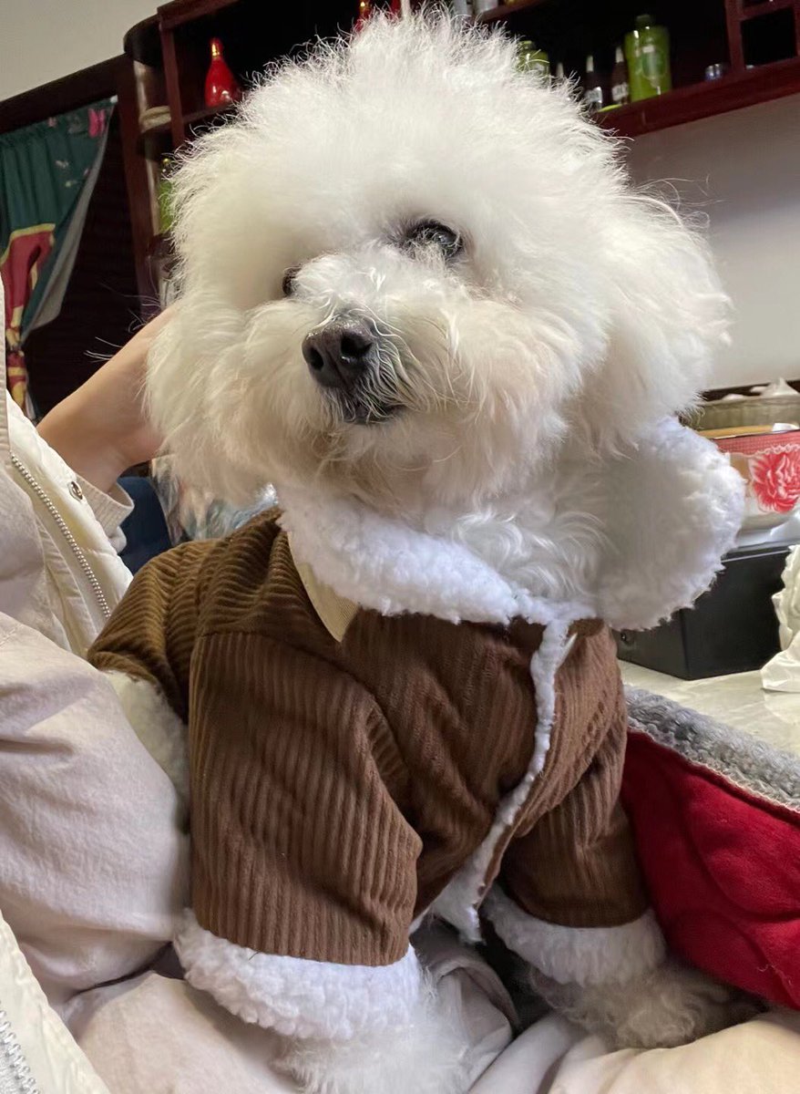 Inna_qq's tweet photo. 我的小狗要天天开心！🥰
我的宝宝不知不觉就长这么大了😭😭😭 https://t.co/yPucQHsmjf
