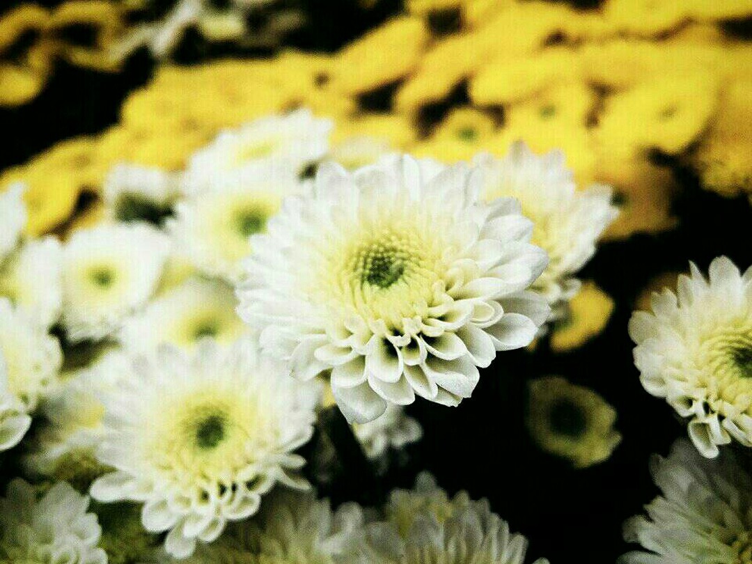 #flowers #flowersdecor #flowershot #flowersinstagram #flowerseverywhere #flowersbox #flowersbouquet #flowerslove #flowerstagramer #flowerstyling #flowerstyles #flowersworld