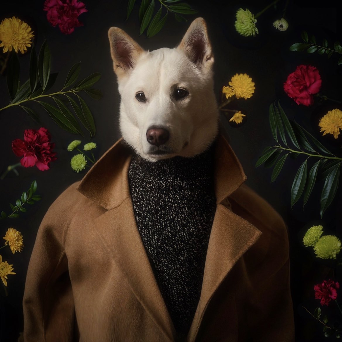 Happy gotcha day to our sweet Luc! He puts a spring in our step everyday 💛