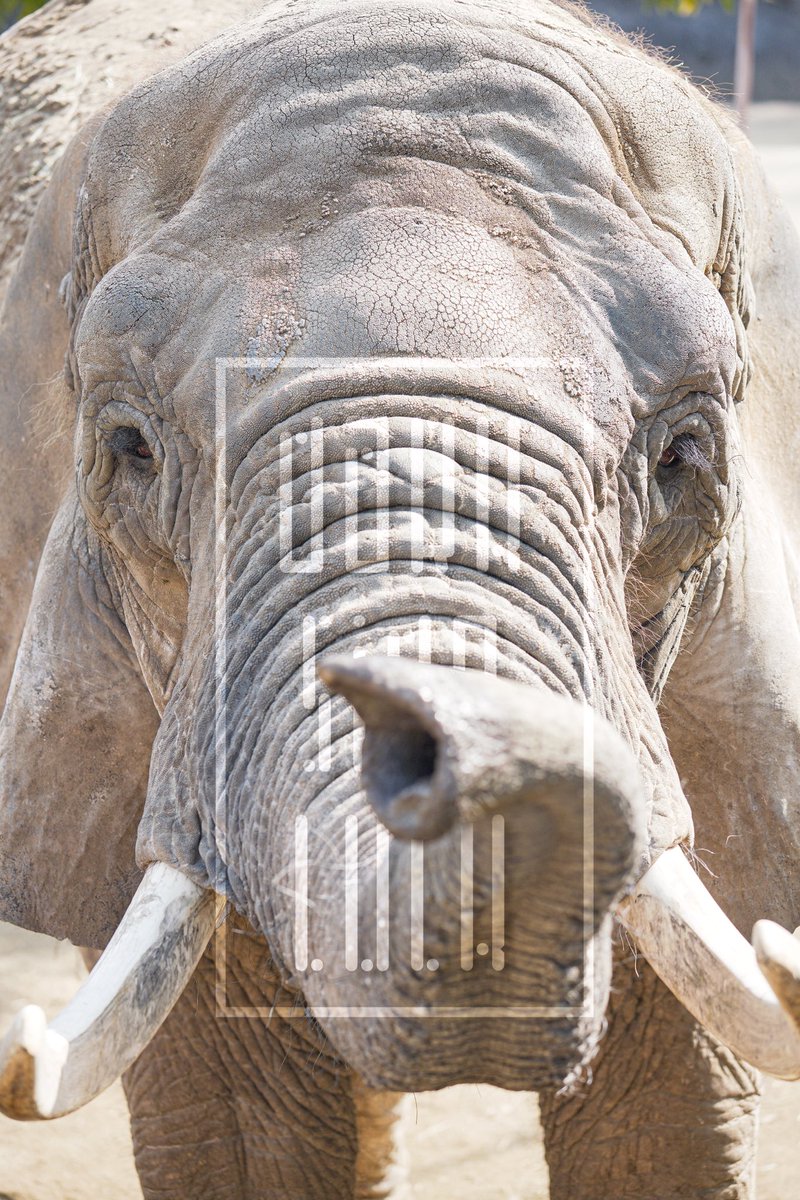 同じ動物でも野生のものと飼育ものとでは、考えることが違います。かつて私は自然の中で自由に暮らせない動物のことを不憫に思っていました。しかし今では、もし野生の命ならこんなにも多くの人々からの愛情に触れる事はないのだなぁという発想があります #BYYARD祭 #動物園に行こう