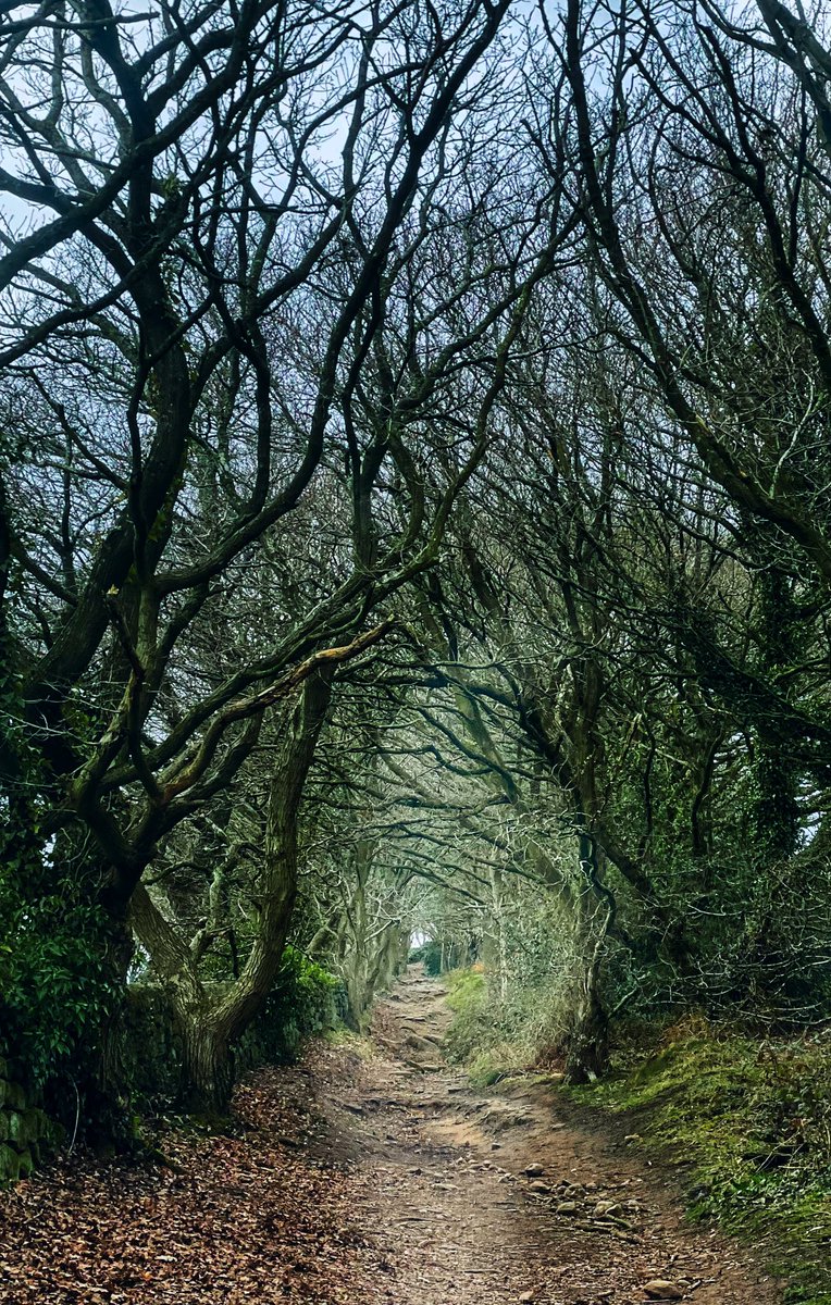 artypartyco's tweet image. A pleasure portal 🌳❤️🌳 

Go into the woods to free your mind, open your heart, soothe your soul and boost your serotonin 👍🏽👍🏽👍🏽 

#trees #derbyshire #belper #walking #hiking #england #getoutdoors #healthylifestyle #happiness #mindfulness #forestbathing #connect #nature #photo
