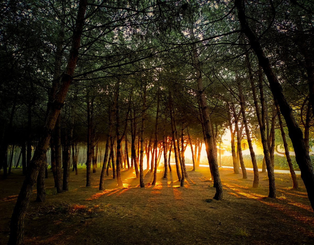 thepostmoon's tweet photo. spirit of forest https://t.co/HBWdMoYyp2