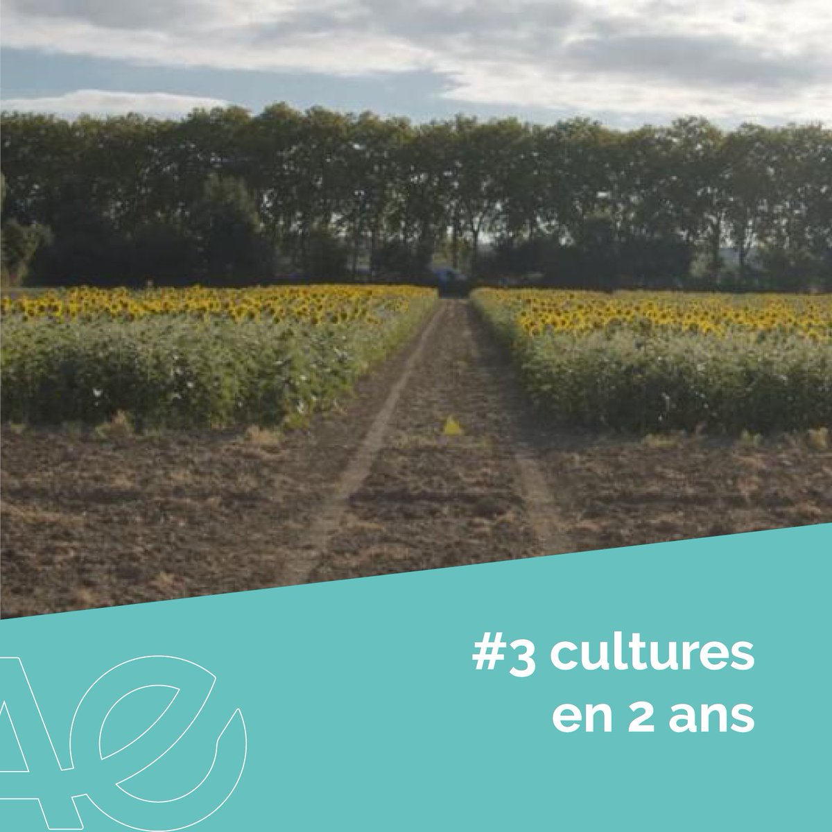 INRAE_Tlse's tweet photo. [#agroecologie] Nous accueillons sur le centre @INRAE_Tlse la journée de restitution du projet #CASDAR #3C2R qui a mobilisé 16 partenaires en 4 ans 🌱🌽

💡Objectif : évaluer la faisabilité de produire 3 cultures en 2 ans

📅31/05
⌚️9h30
➡️Sur inscription https://t.co/3SrEw9vMou https://t.co/XP3dwpBXDZ