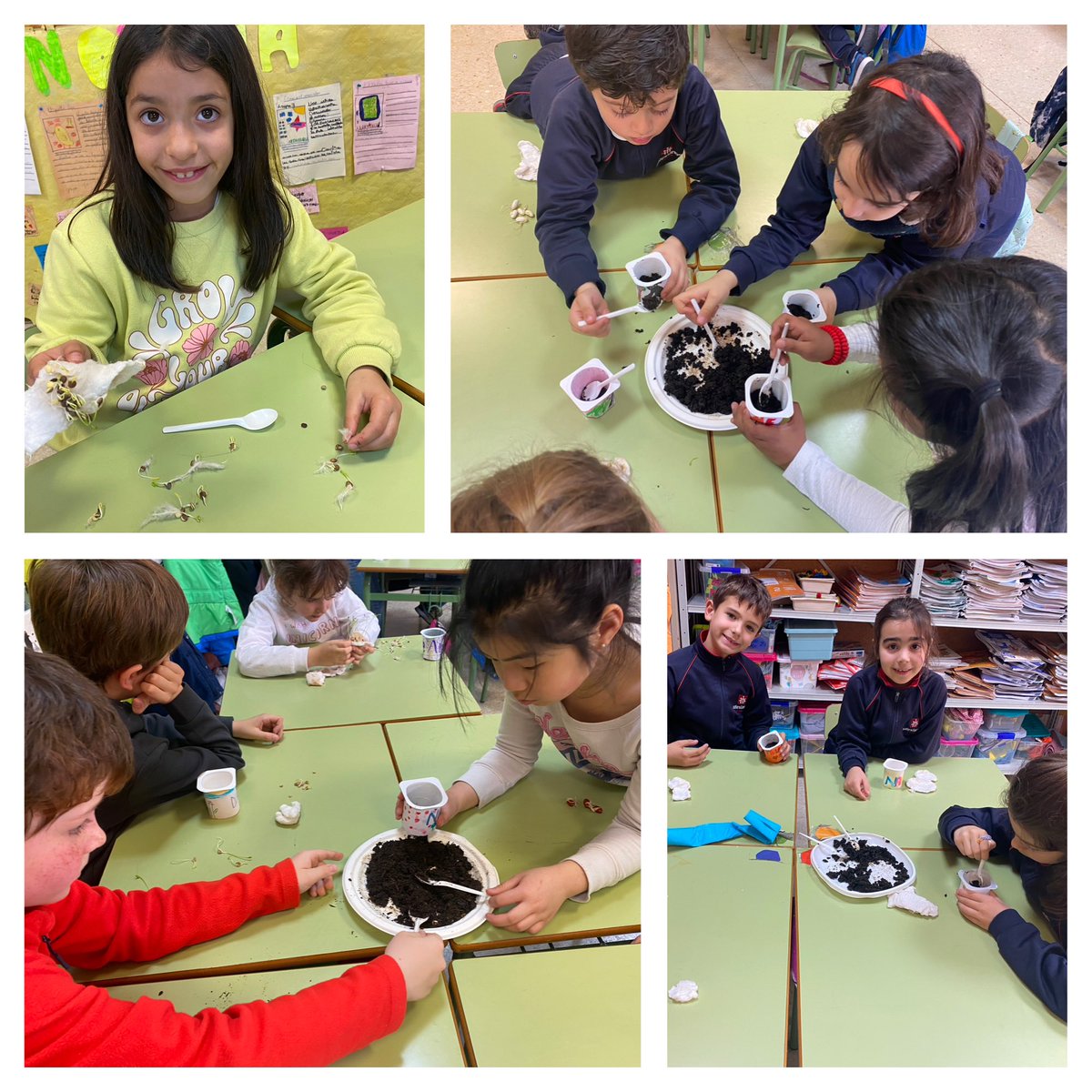 salesianosatoch's tweet photo. Este trimestre los alumnos de 2° de #Primaria nos convertimos en pequeños jardineros! Plantamos legumbres y aprendimos sobre el ciclo de vida de las plantas. ¡Ya tenemos nuestros primeros brotes! 🌱🌿 #AprendiendoCiencias #AbrimosCaminos https://t.co/WJrnZend84