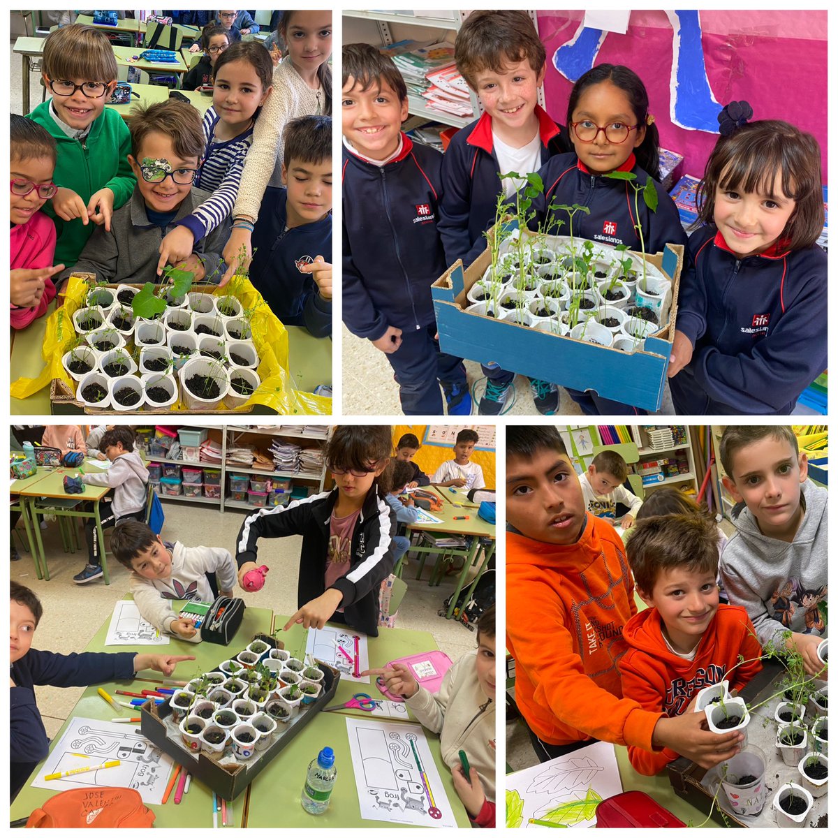 salesianosatoch's tweet photo. Este trimestre los alumnos de 2° de #Primaria nos convertimos en pequeños jardineros! Plantamos legumbres y aprendimos sobre el ciclo de vida de las plantas. ¡Ya tenemos nuestros primeros brotes! 🌱🌿 #AprendiendoCiencias #AbrimosCaminos https://t.co/WJrnZend84