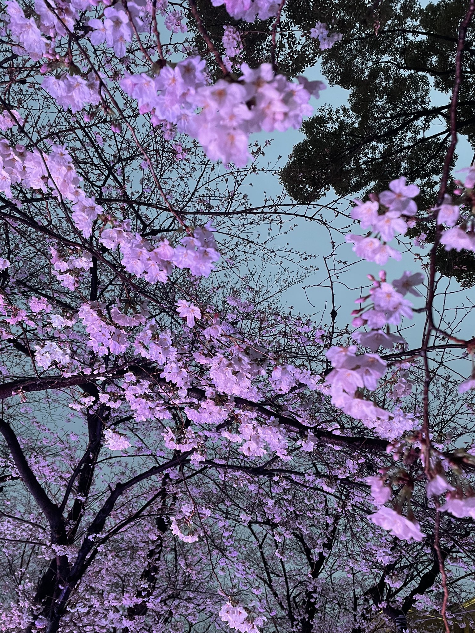 鶴舞公園 on X: 