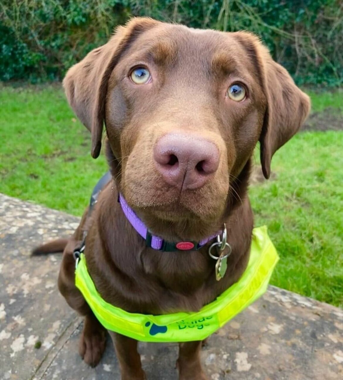 Guide Dogs on X Erm gregjames guide dog Rainbow has a bone to pick with you She takes her job very seriously and her owner scores her 10 out of 10 as a