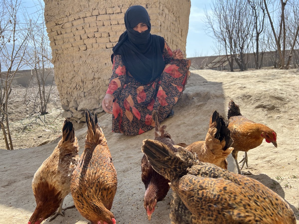 UNHCRAfg's tweet photo. “I take care of these goats and chickens like my own children.  Maybe these animals are my only chance to have a source of income”: women getting livelihood SUP under a 2 yr prog to help the ultra-poor in Qarabagh DC, Kbl – a Priority Area of Return and Reintegration.
#BRACworld https://t.co/f6a3HA7kFJ