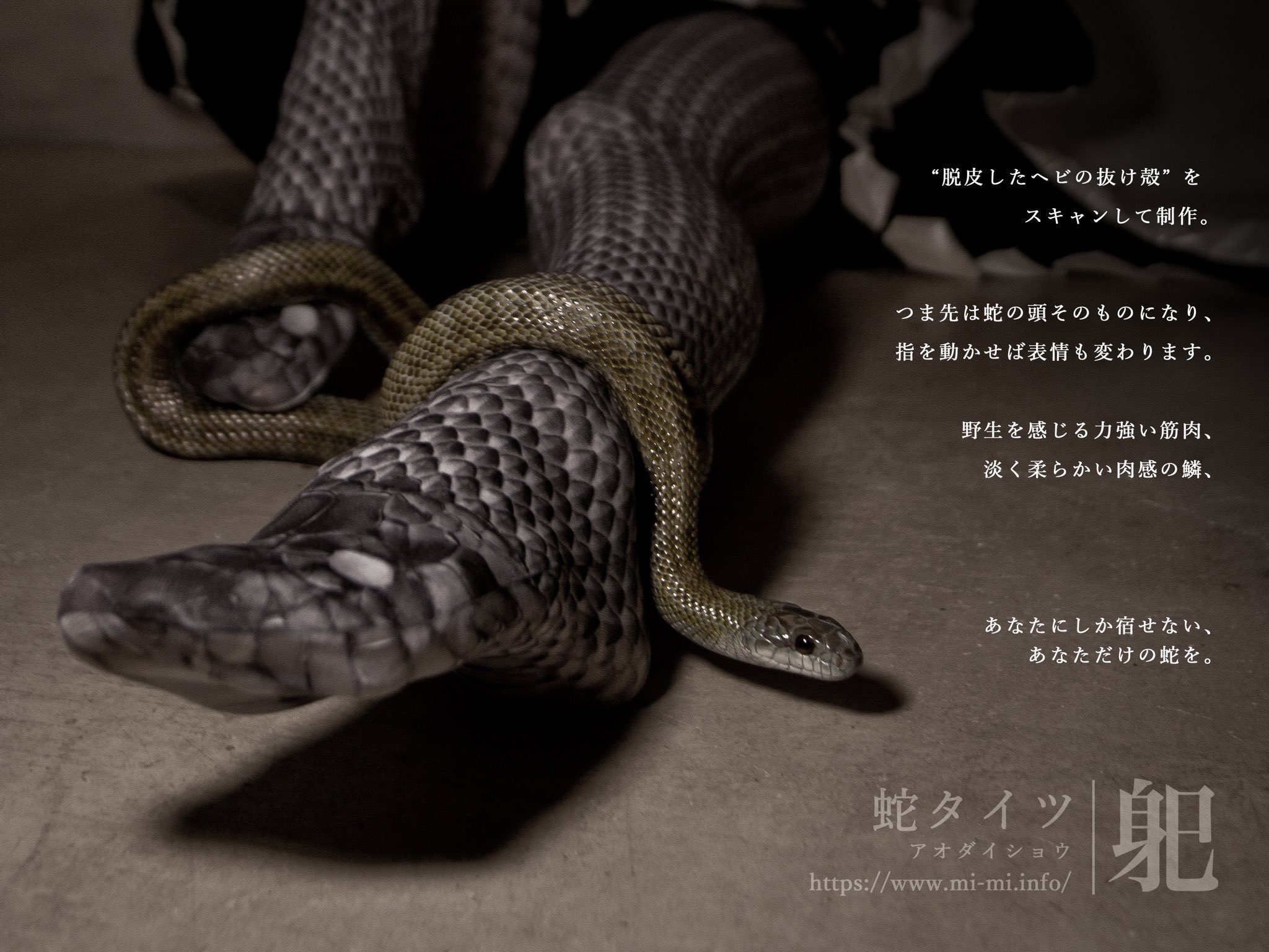 青大将の脱け殻 （蛇）