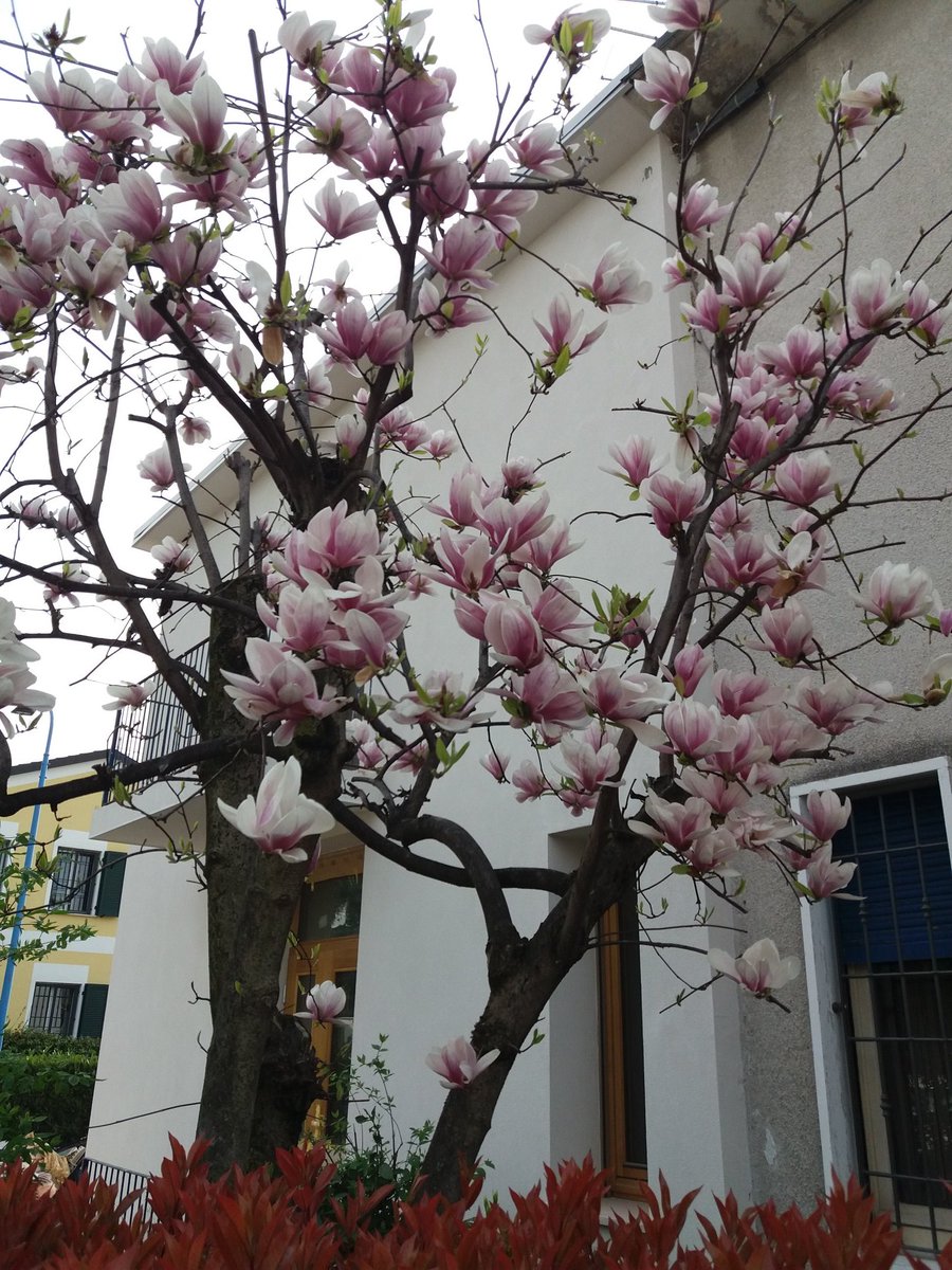 Bruno Tonelli tweet media