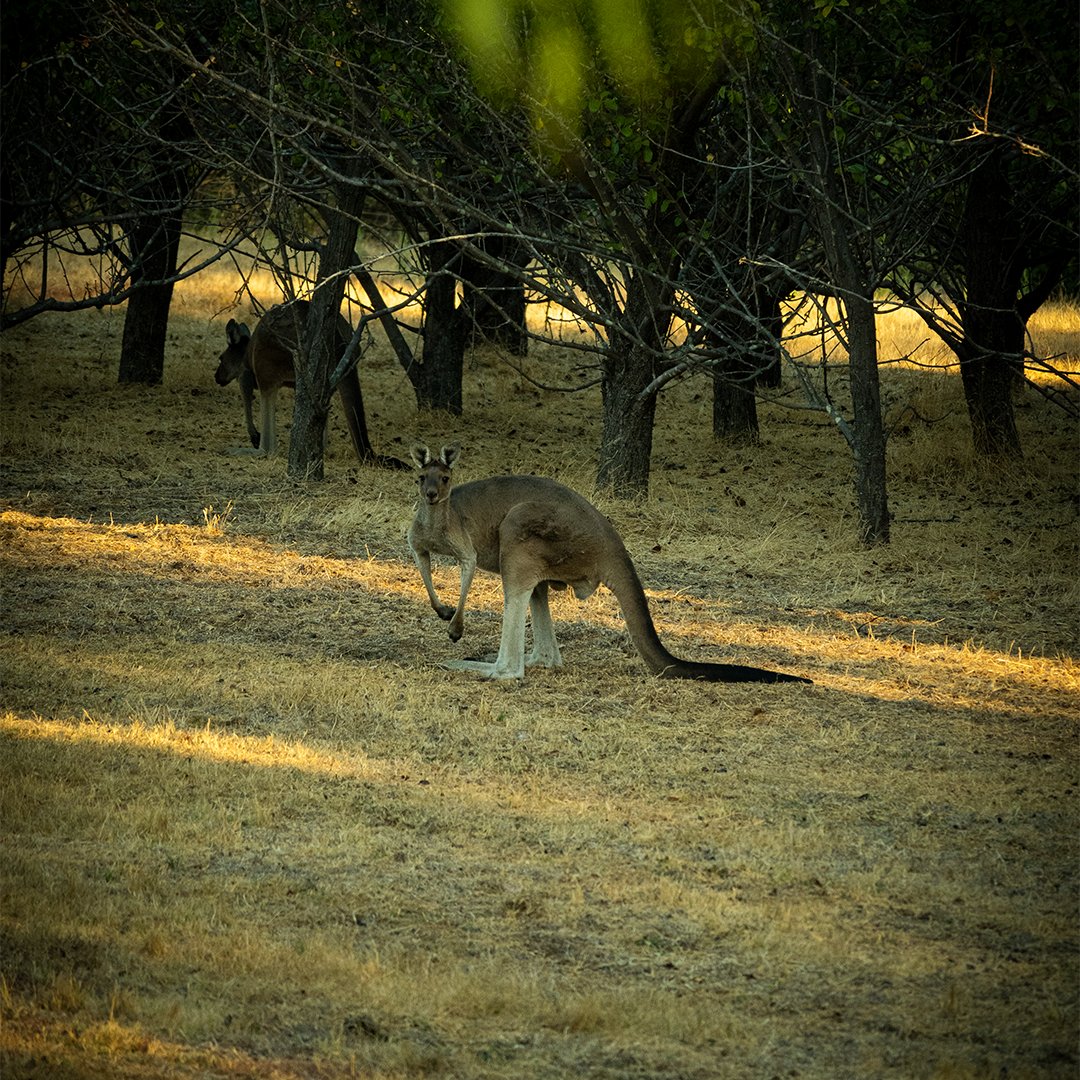 HYDL_Official's tweet photo. 🦘
#perth #lionslookout #lesmurdie
#photography #perthphotography #grass #kangaroo #nature #naturegrass https://t.co/sHY2e95w8z