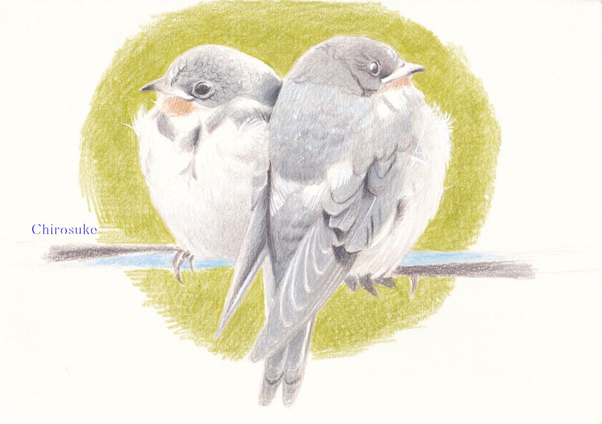 「#過去絵 #色鉛筆絵を描くための鳥の写真集から 」|ちろ助のイラスト