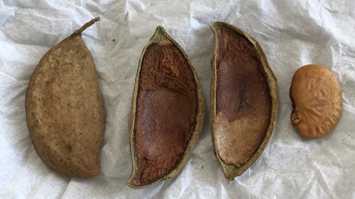 biofuelsmag's tweet photo. @Burnett_Mary_Regional_Group @Idemitsu_Kosan Co and @J-Oil Mills with tthe Queensland government in #Australia have agreed to jointly study the establishment of a sustainable aviation fuel (SAF) supply chain by planting #pongamia trees.
https://t.co/KZwk6IMaVo https://t.co/ltFPvWYuop