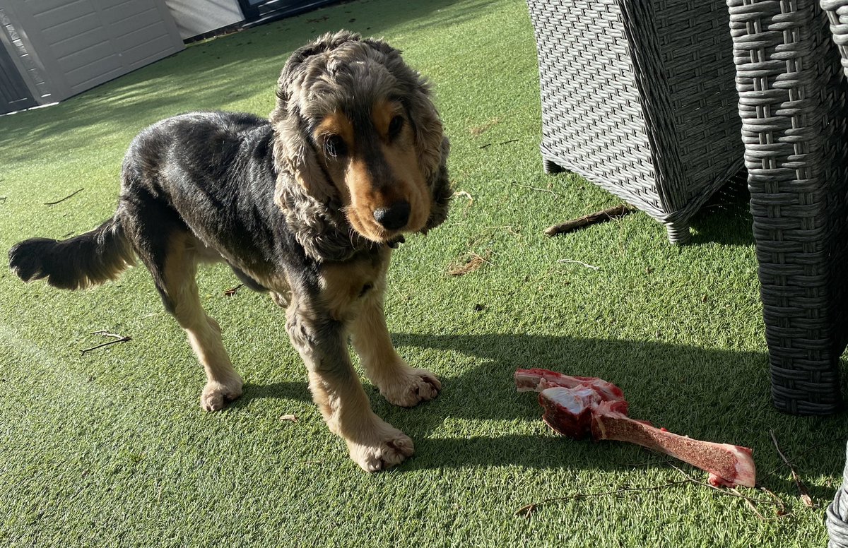 CockerShow's tweet image. HaPpY BiRTHdaY tooooo meeeee  - lovin me bone dis morning 🐾thanks humum #showCockerLove