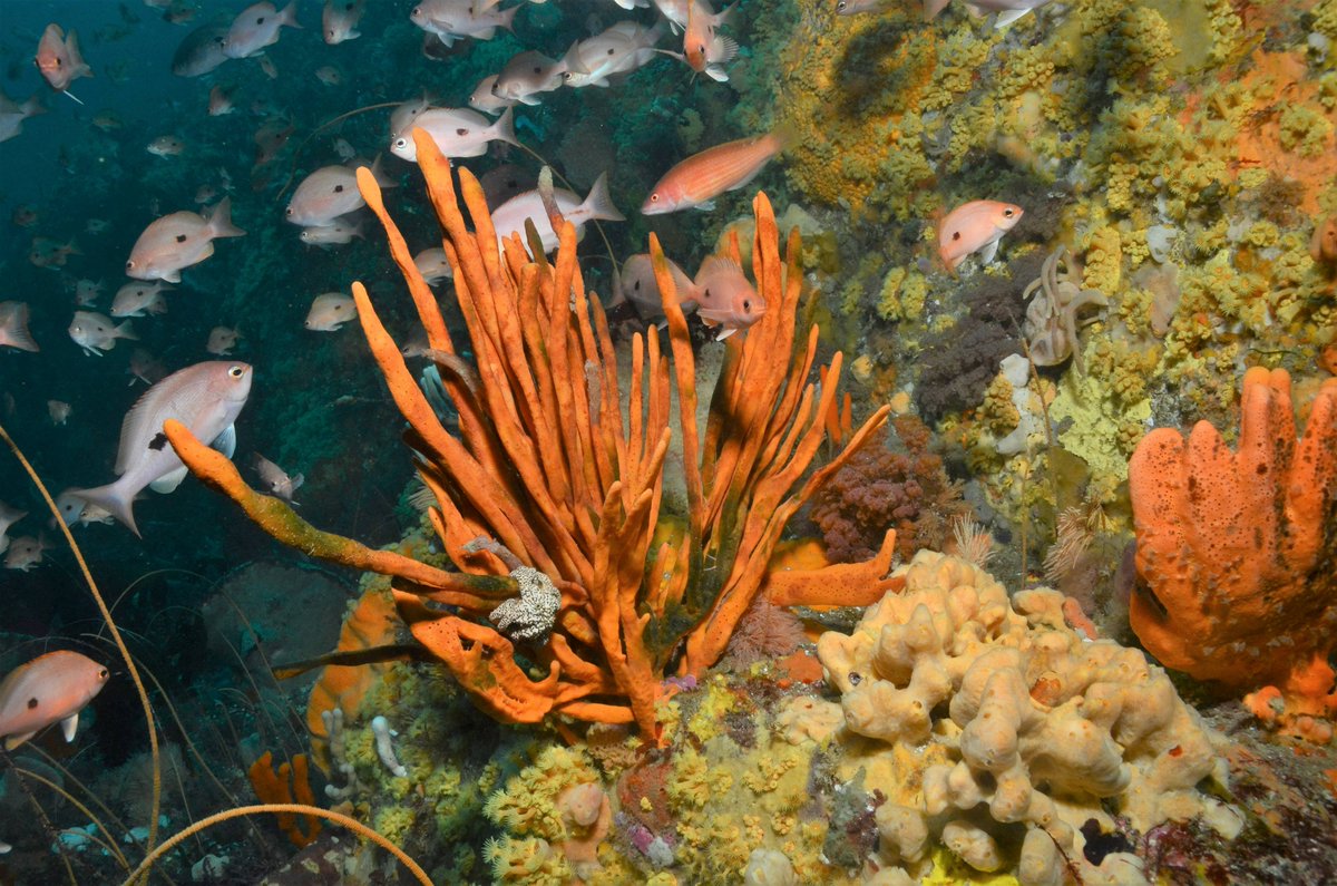 Graham Edgar (@gedgar33) on Twitter photo 🧵Supported by 150 volunteer <a href="/ReefLifeSurvey/">Reef Life Survey</a> divers, AIMS and park managers, our Australia-wide reef life census showed:
# most (57%) of 1037 species were declining; 43% increasing
# cool water species are disappearing, many now below detectable limits
nature.com/articles/s4158… 🧵Supported by 150 volunteer <a href="/ReefLifeSurvey/">Reef Life Survey</a> divers, AIMS and park managers, our Australia-wide reef life census showed:
# most (57%) of 1037 species were declining; 43% increasing
# cool water species are disappearing, many now below detectable limits
nature.com/articles/s4158…