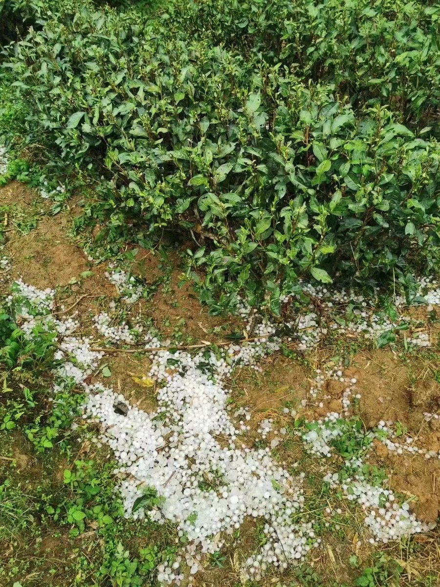 FriendiiTea's tweet photo. Dry weather in Winter of 2022,
Hails before 2023 tea harvest,
Heart-broken of tea farmers,
Cherish every tea leaf we drink. https://t.co/zOZpbcMb1z