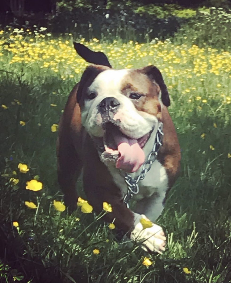 becca_gb's tweet photo. @itvcorrie My beautiful dog Tulip died in her sleep last week unexpectedly, this scene absolutely broke me last night 😢 https://t.co/H7EYLdiSCI