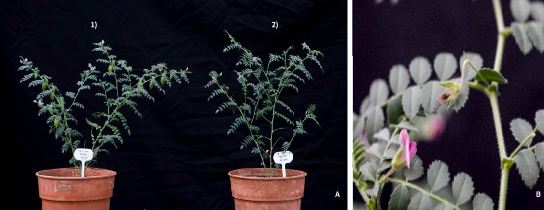 joorie's tweet photo. Our recently published article "Ectopic expression of pigeonpea Orf147 gene imparts partial sterility in
Cicer arietinum" in Gene @ElsevierConnect 

https://t.co/ev7vGB4xXR

Congratulations authors! @ReddyPSudhakar @rahul_nitnavare https://t.co/aCM5Ej7aQ3