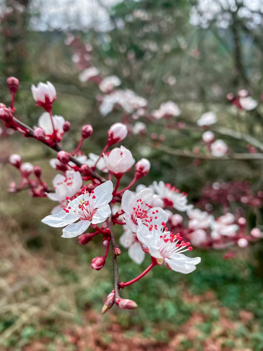 NehaRai_15's tweet photo. Spring in Geneva and a longer #Sakura period, which starts 2 months earlier than Nordics. 
Here in #geneva we are truly blessed with the weather/seasons.
#spring2023 #springingeneva #geneva https://t.co/LW4tEI0YwV