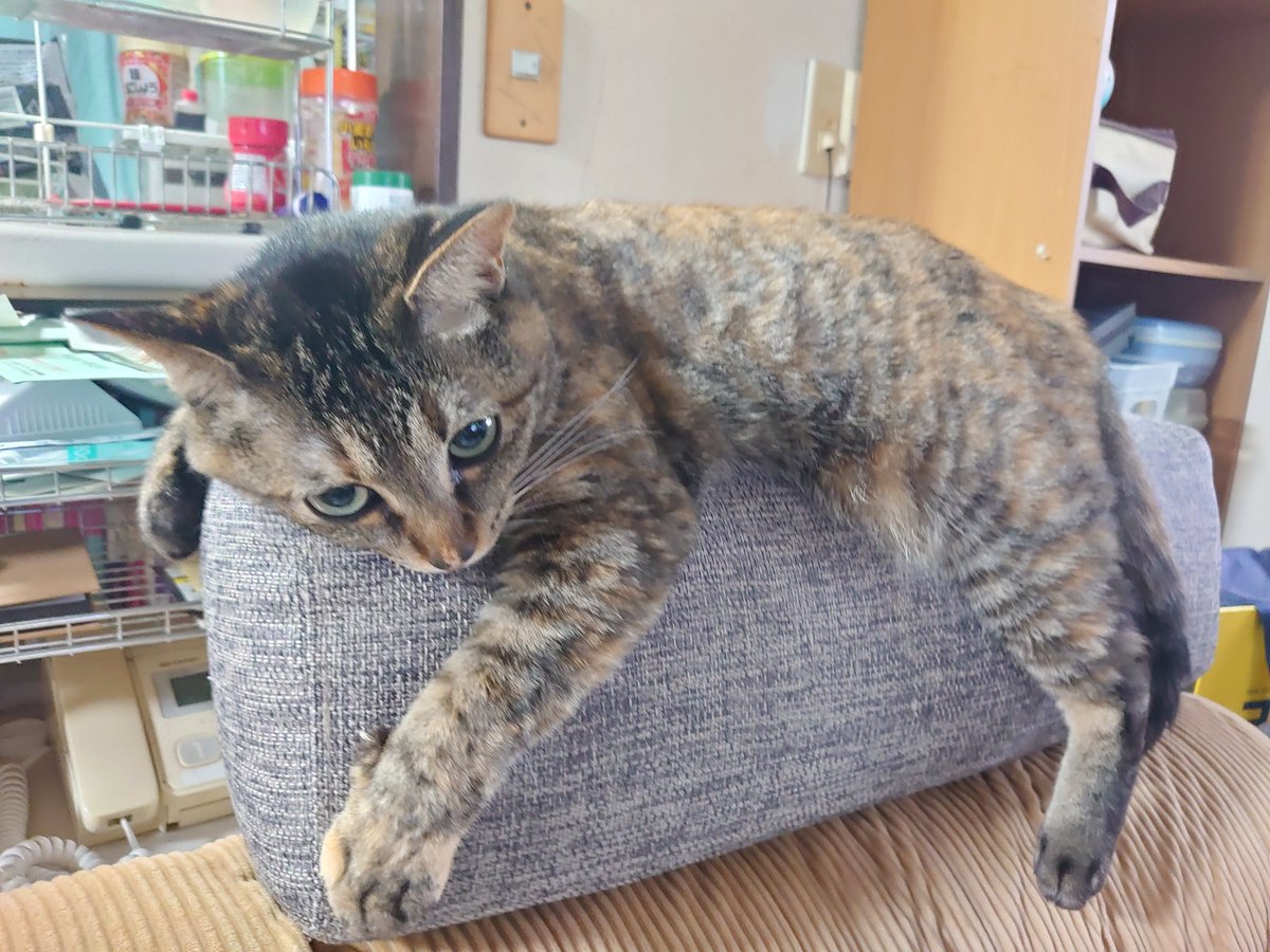 _Emperor_M_'s tweet photo. 実家のキジトラ
久々に帰るといつも駆け寄ってくれる
#キジトラの日
#キジ猫祭り2023 https://t.co/s7KfUBFakL