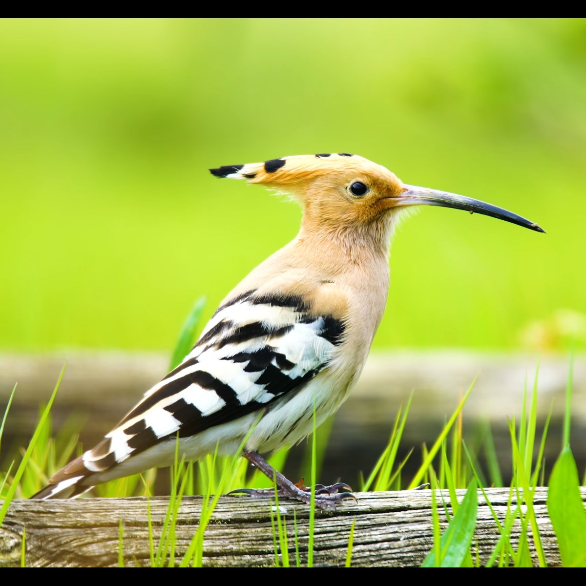 Wildphotograph4's tweet photo. Woodpecker https://t.co/86yfK0dKec