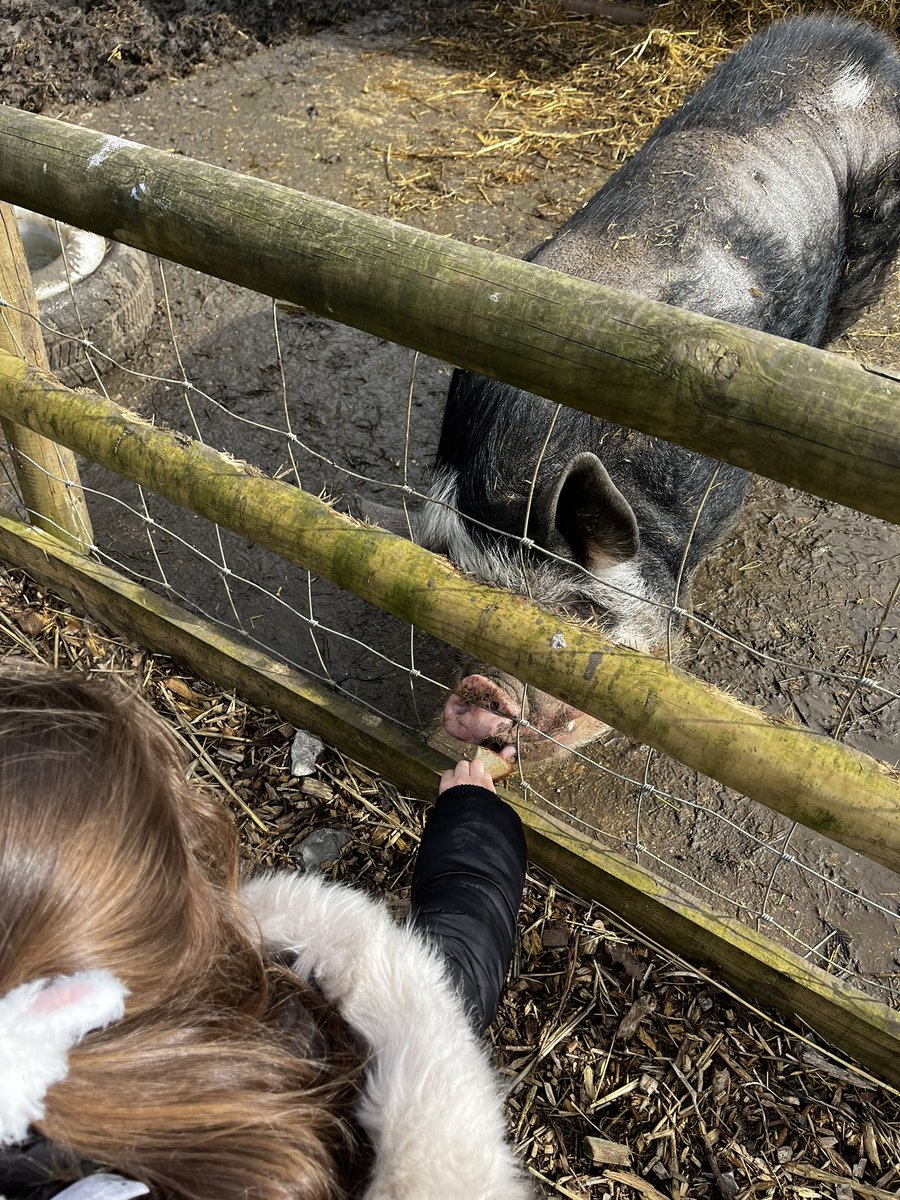 mrGray_lms's tweet photo. Pig feeding time @curlytailspigs with year 1 @LongMeadowSch @MrsFrostEYT https://t.co/o4W1WJO0Xz