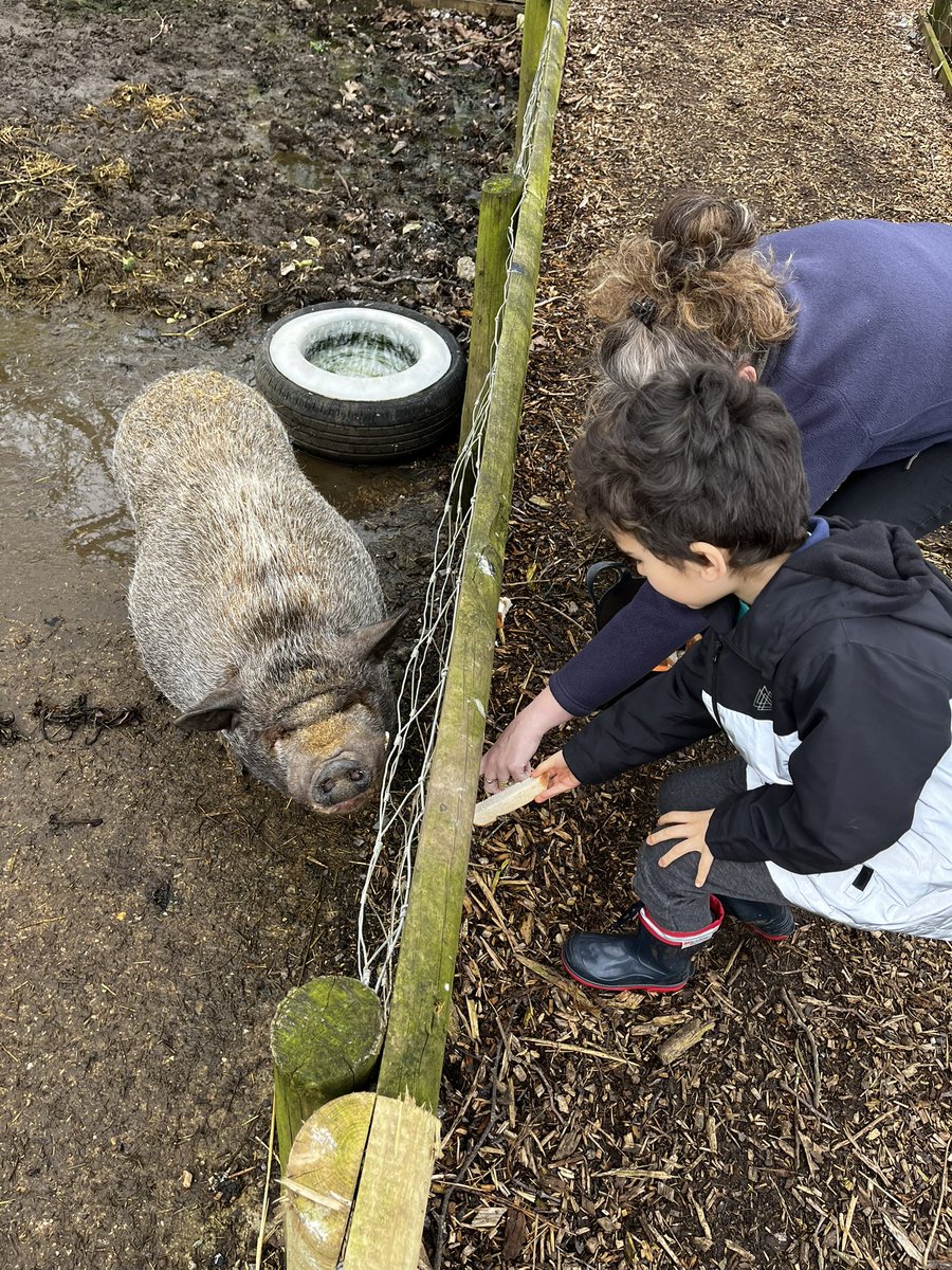 mrGray_lms's tweet photo. Pig feeding time @curlytailspigs with year 1 @LongMeadowSch @MrsFrostEYT https://t.co/o4W1WJO0Xz