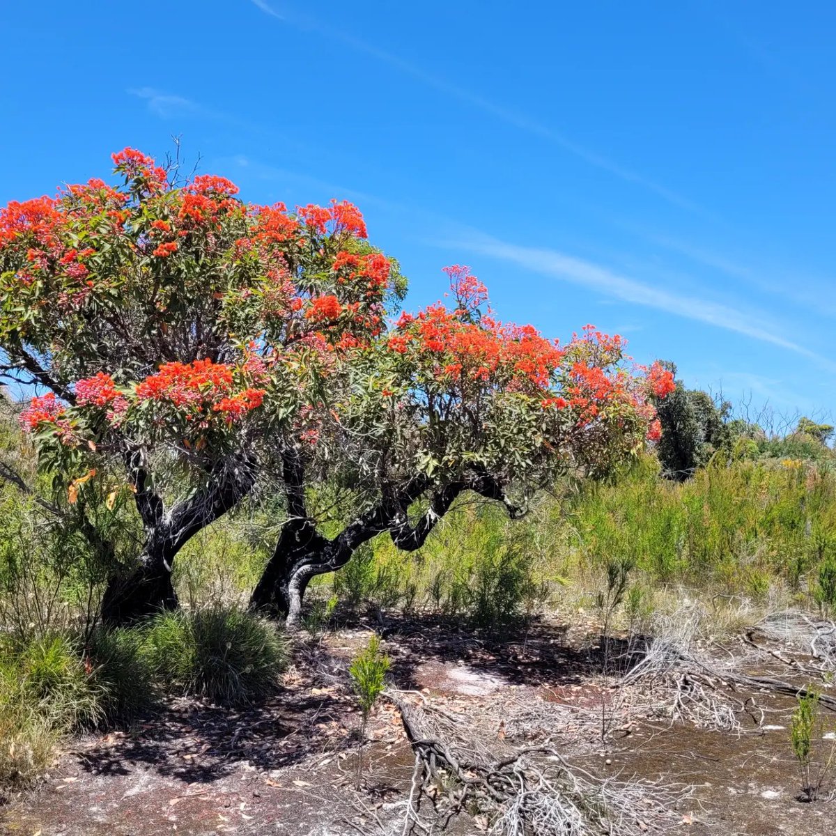 Happy national eucalypt day everyone. Congrats to the winner of the annual fav euc contest -> Sydney Red gum. 

Somehow it beat out these two SW WA icons. 

#NationalEucalyptDay #eucbeaut #ozflora